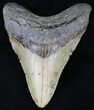 Megalodon Tooth - North Carolina #21702-1